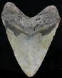 Large Megalodon Tooth - North Carolina #32817-1